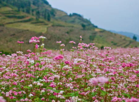 Hoa tam giác mạch phủ hồng các cao nguyên - 10