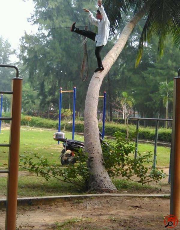 Người đàn ông "luyện công" điệu nghệ trên thân cây dừa 1
