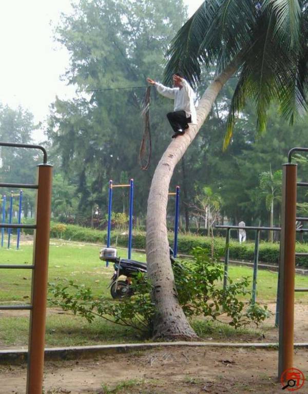 Người đàn ông "luyện công" điệu nghệ trên thân cây dừa 2