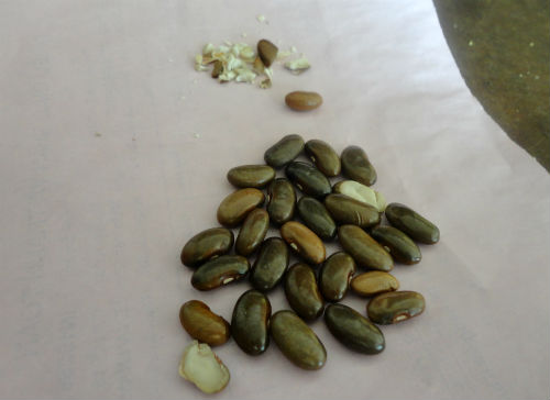Cẩm Xuyên; Vitamin A