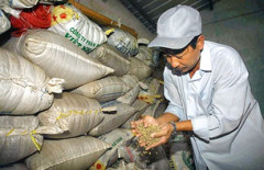 Một chủ trại cà phê ở Long Khánh đang kiểm tra lại loai cà phê Robusta đã được sấy khô và đóng bao.
AFP