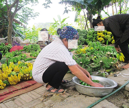 Chuối giấm bằng nhúng hóa chất có màu vàng rộm, các lái buôn đang sắp lại chuối để đưa đi bán.