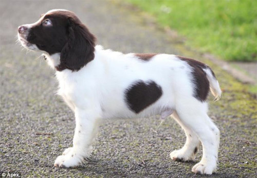 Chú chó có đốm lông hình trái tim - 4