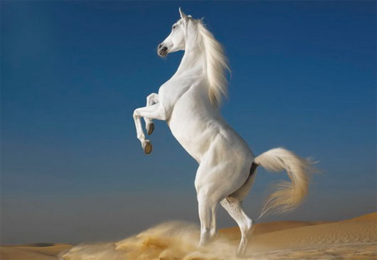 Những con ngựa nổi tiếng trong sử sách Trung Quốc