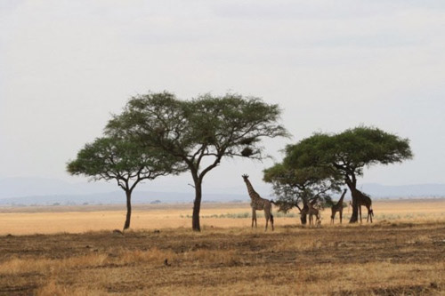 10 công viên quốc gia hoang dã nhất châu Phi - 2