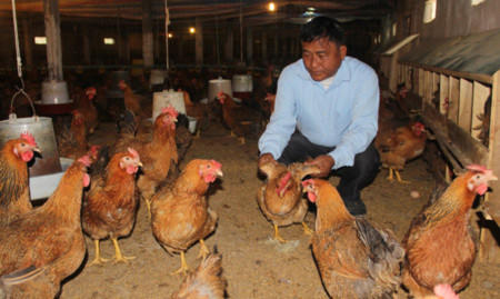 Gà đã tới tuổi xuất chuồng nhưng nhiều hộ chăn nuôi không bán được, dành phải giữ lại nuôi tiếp. Gà đã tới tuổi xuất chuồng nhưng nhiều hộ chăn nuôi không bán được, dành phải giữ lại nuôi tiếp.