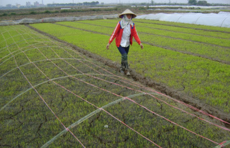 Bà con nông dân ở huyện Phù Cừ (Hưng Yên) phải gieo lại, cấy lại những diện tích lúa bị chết. Bà con nông dân ở huyện Phù Cừ (Hưng Yên) phải gieo lại, cấy lại những diện tích lúa bị chết.