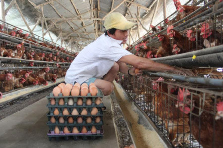 Giá trứng giảm dưới giá thành 350 đồng/quả nhưng vẫn phải nuôi vì không ai mua gà thịt. Giá trứng giảm dưới giá thành 350 đồng/quả nhưng vẫn phải nuôi vì không ai mua gà thịt.