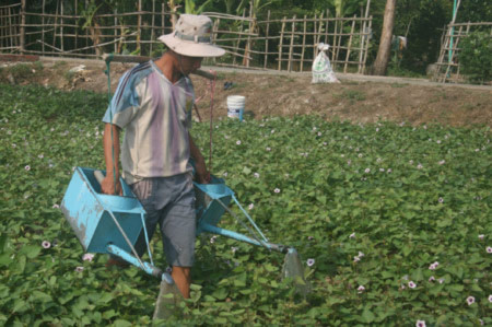 Thu hoạch lá khoai lang non sẽ làm ảnh hưởng đến năng suất và chất lượng của khoai. Thu hoạch lá khoai lang non sẽ làm ảnh hưởng đến năng suất và chất lượng của khoai.