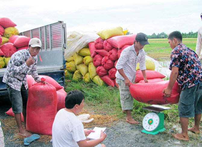 Thu mua lúa gạo. Ảnh: Báo Bạc Liêu