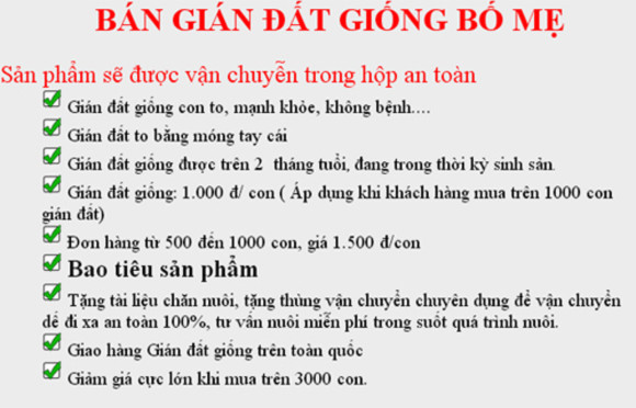 Nhập lậu cả gián đất về nuôi