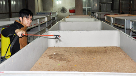 Nhập lậu cả gián đất về nuôi