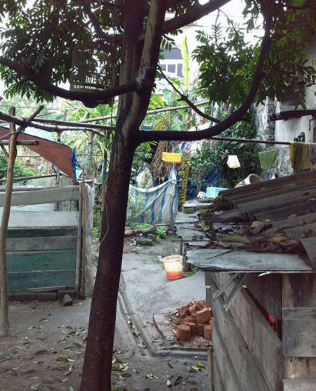 Câu sấu - nơi bà ly hoảng sợ thấy Hưng treo cổ. Câu sấu - nơi bà ly hoảng sợ thấy Hưng treo cổ.