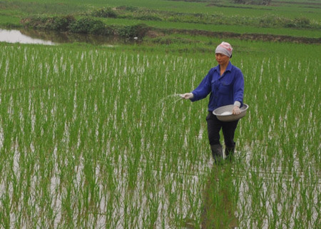 Do không được đào tạo về cách sử dụng phân bón nên nhiều nông dân thường bón quá nhiều so với nhu cầu, gây lãng phí. Do không được đào tạo về cách sử dụng phân bón nên nhiều nông dân thường bón quá nhiều so với nhu cầu, gây lãng phí.