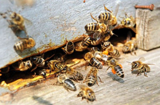 Loài ong biến mất thì loài người cũng tuyệt chủng