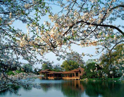 Những điểm hẹn lý tưởng mùa hoa anh đào - 4