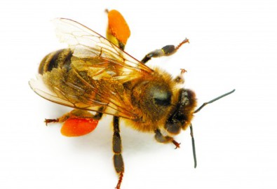 Phấn ong chứa đến 22 loại axit amin trong đó có 8 loại axit amin thiết yếu và 27 loại khoáng chất cùng đầy đủ vitamin, hormone và axít béo. (photos.com)