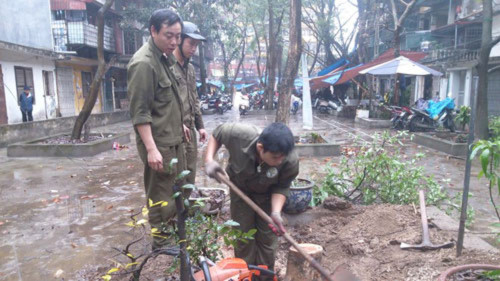 Công nhân Công ty công viên cây xanh Hà Nội thu dọn hiện trường cây sưa đỏ bị cưa trộm. Công nhân Công ty công viên cây xanh Hà Nội thu dọn hiện trường cây sưa đỏ bị cưa trộm.