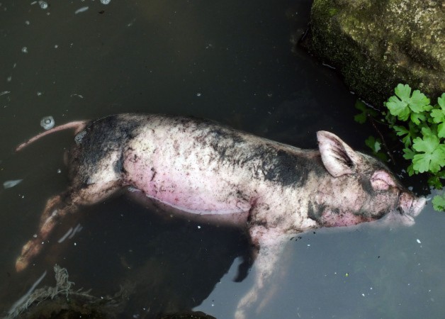 Một xác lợn chết nằm ở nhánh sông Giang Tử, giữa tỉnh Hà Bắc vào ngày 12 tháng Ba 2013. Trong những năm gần đây, nhiều lợn chết đã được phát hiện ở nhiều thành phố khác nhau ở Trung Quốc.(STR/AFP/Getty Images)