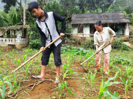 Em Phạm Văn Hảo được trở về đoàn tụ với gia đình và giúp mẹ chăm sóc vườn ngô. Em Phạm Văn Hảo được trở về đoàn tụ với gia đình và giúp mẹ chăm sóc vườn ngô.