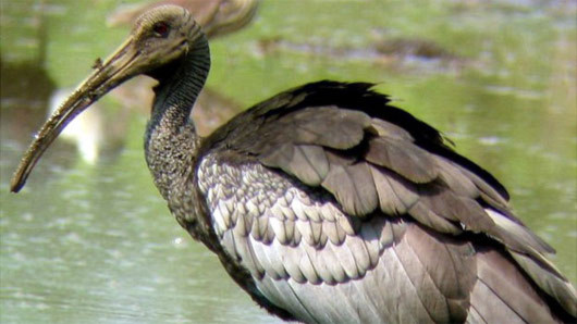 Năm loài chim có nguy cơ tuyệt chủng nhất thế giới