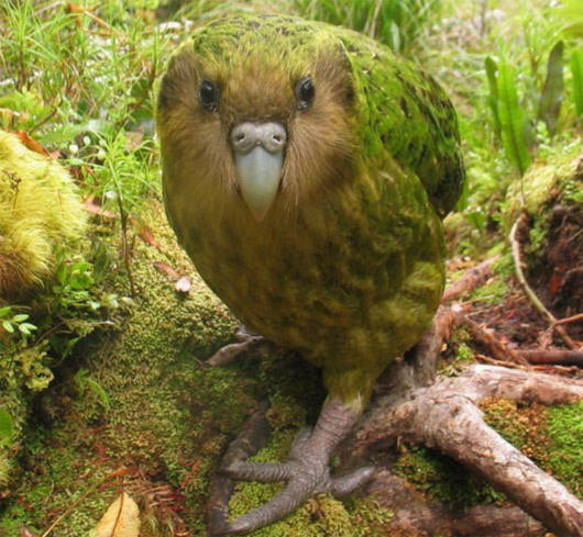 Năm loài chim có nguy cơ tuyệt chủng nhất thế giới