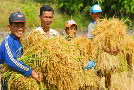 Có hợp đồng xuất khẩu mới, nông dân kỳ vọng giá lúa sẽ tăng lên.