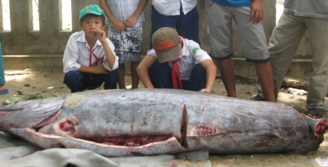 Con cá lạ nặng trên 200kg. Con cá lạ nặng trên 200kg.