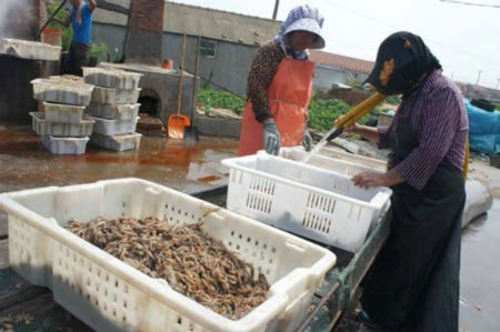Phù phép tôm thối thành hải sản khô