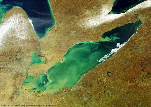 Tảo độc nở rực rỡ trên hồ Erie
