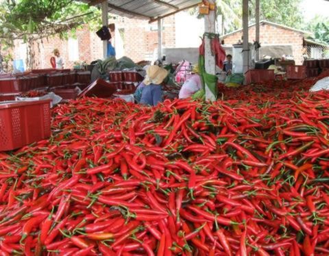 Giá chanh, xoài, ớt... trên địa bàn một số tỉnh ĐBSCL liên tục giảm mạnh do Trung Quốc ngừng thu mua . Giá chanh, xoài, ớt... trên địa bàn một số tỉnh ĐBSCL liên tục giảm mạnh do Trung Quốc ngừng thu mua .