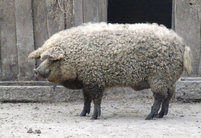 Lợn có bộ lông như cừu
