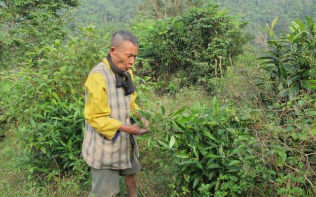 Già làng Cao Ké ở bản Kè, xã Lâm Hóa đã trồng đủ các loại cây thuốc Nam để chữa bệnh.
