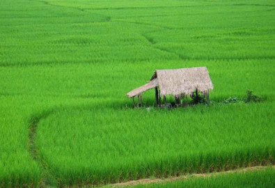ruong lua
