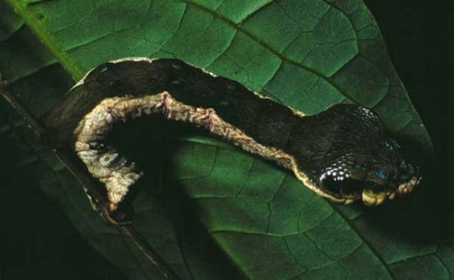 Sâu bướm có hình thù giống rắn