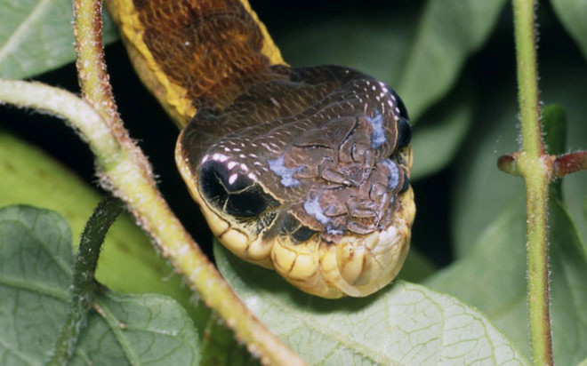 Sâu bướm có hình thù giống rắn