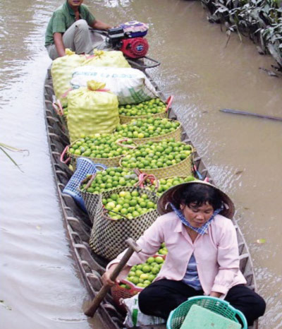 Thương lái gom chanh tận các vườn. Thương lái gom chanh tận các vườn.
