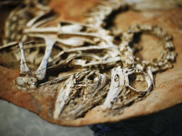 Hóa thạch làm thay đổi nhận thức về khủng long lông vũ