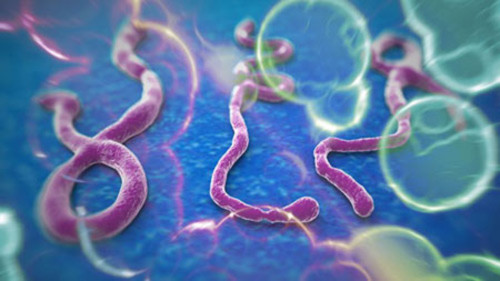 Nỗi ám ảnh khủng khiếp của bác sỹ ở tâm dịch Ebola - Ảnh 4