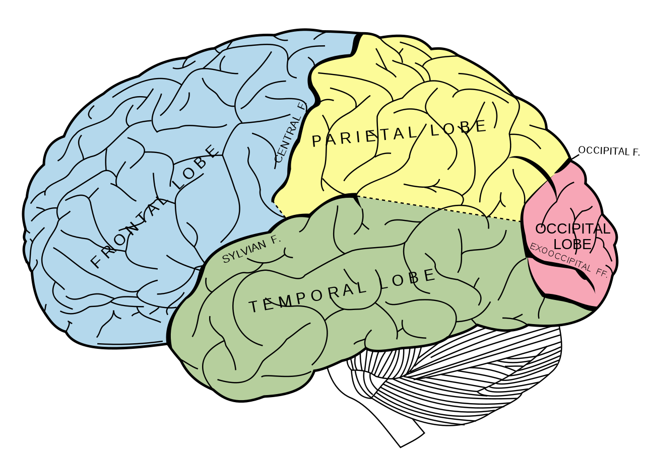 Các vùng trên bộ não người (ảnh: wikipedia