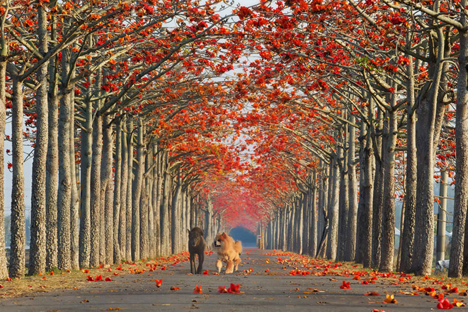 đẹp, con đường mòn, 