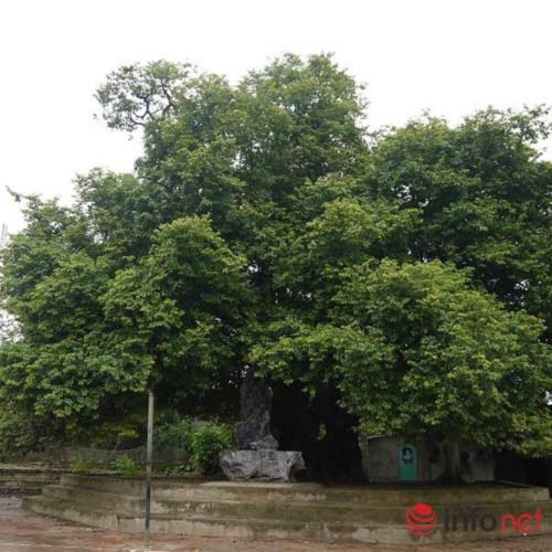 Ảnh minh họa