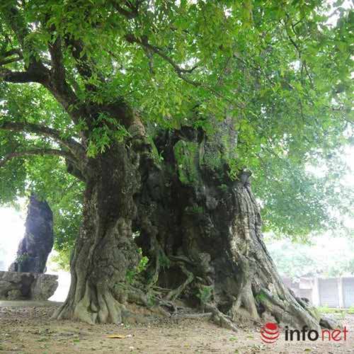 Chiêm ngưỡng cây thị nghìn tuổi ở Hà Nội - 4