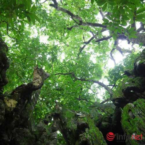 Chiêm ngưỡng cây thị nghìn tuổi ở Hà Nội - 6