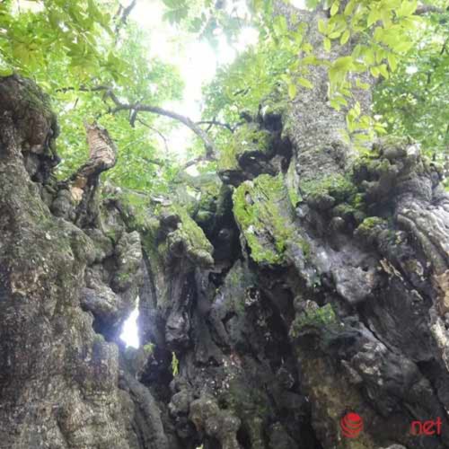 Chiêm ngưỡng cây thị nghìn tuổi ở Hà Nội - 8