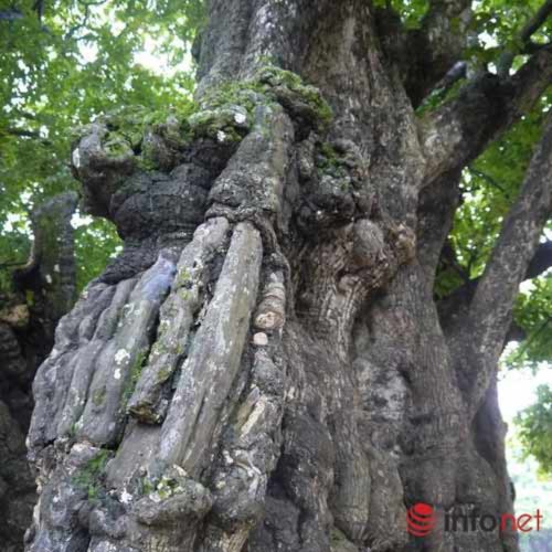 Chiêm ngưỡng cây thị nghìn tuổi ở Hà Nội - 9