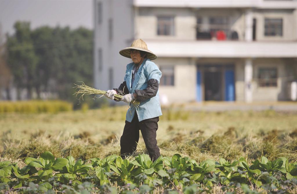 Một người nông dân thu hoạch vụ mùa ở làng Cảng Trung thuộc tỉnh Chiết Giang, Trung Quốc ngày 19/11/ 2013. Đây là quốc gia có sự bất bình đẳng kinh tế nghiêm trọng, với 468 triệu dân chi tiêu ít hơn 2 đô la mỗi ngày. (Ảnh Internet)