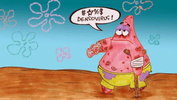 Virus đáng sợ thảm sát hàng triệu sao biển