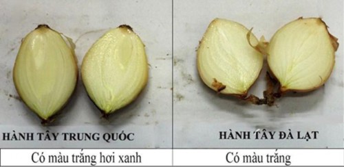 rau quả đà lạt, rau quả Trung Quốc, khoai tây, hành tây, dâu tây, cà rốt, bắp cải, 