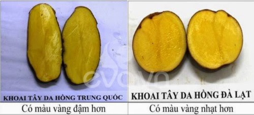 rau quả đà lạt, rau quả Trung Quốc, khoai tây, hành tây, dâu tây, cà rốt, bắp cải, 